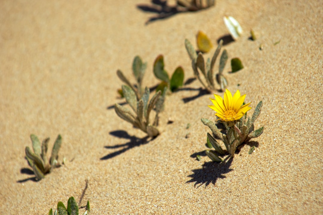 yellow flower on brown sand