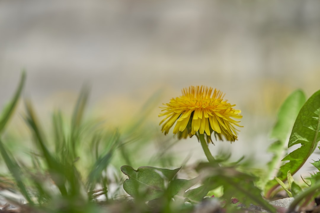 yellow flower in tilt shift lens