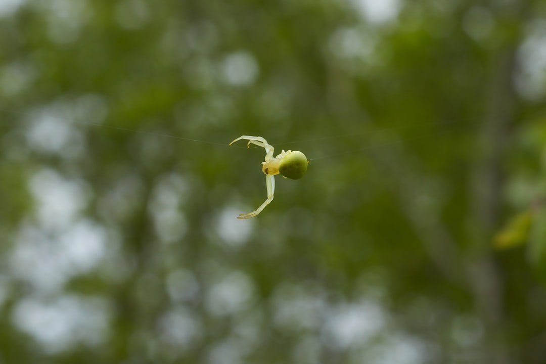 green flower bud in tilt shift lens