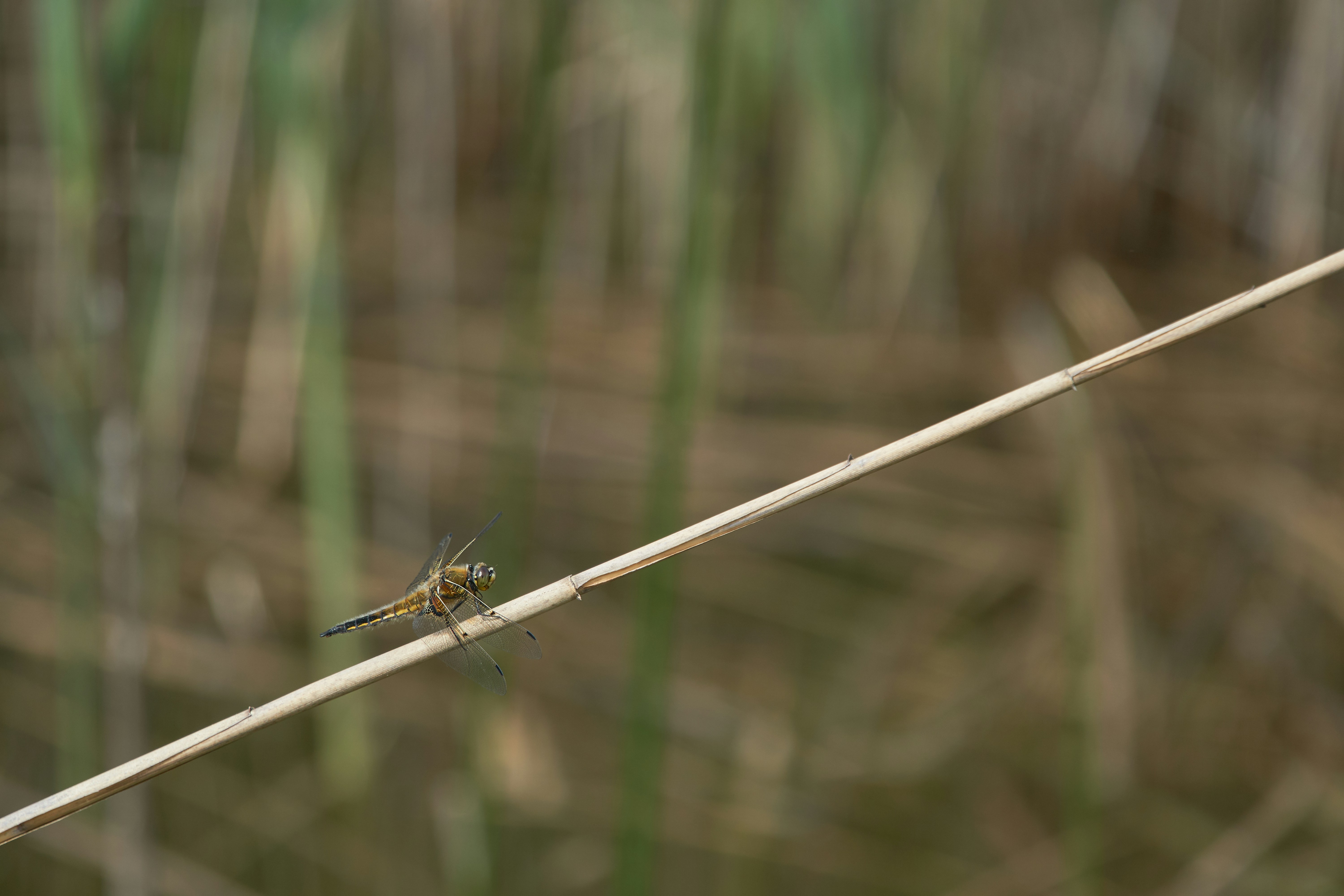 Photo by wolfgang_hasselmann