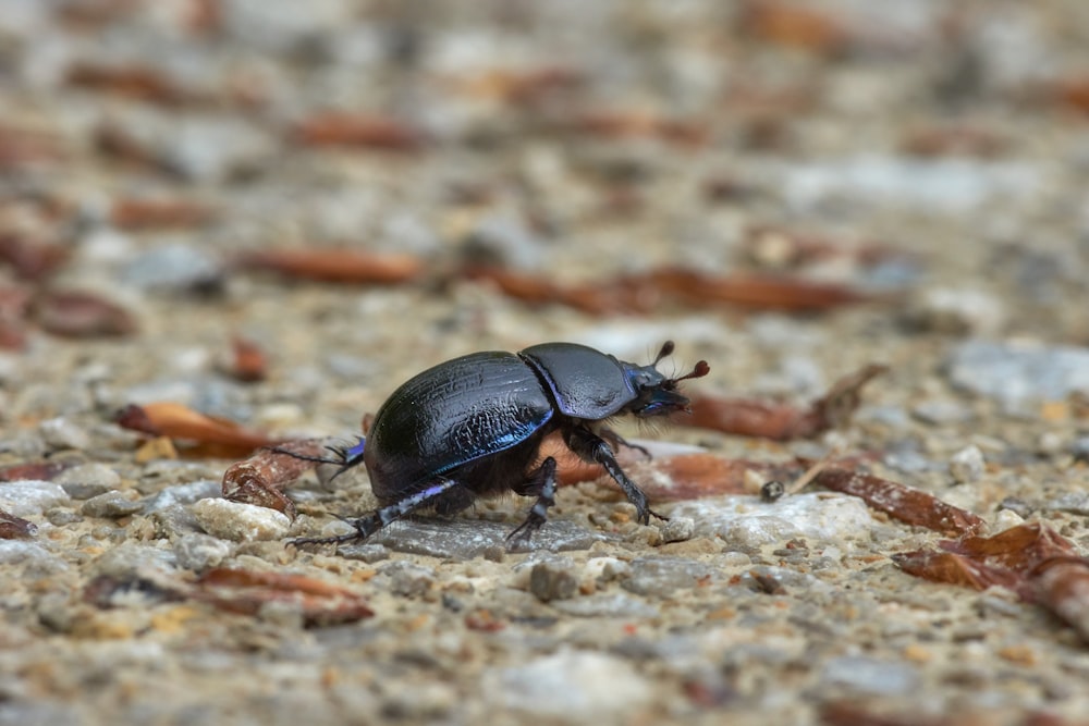 black beetle on brown rock in close up photography during daytime