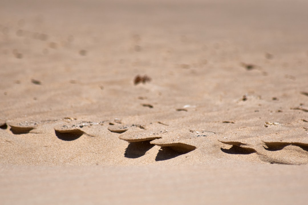 brown sand with heart shaped paw prints