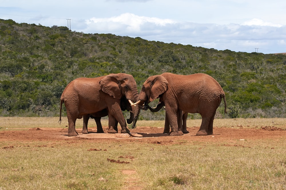 three brown elephants on brown field during daytime