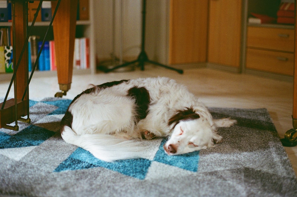 white long coated dog lying on blue and white textile