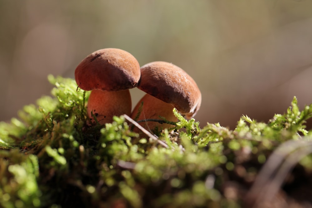 brown mushroom on green grass during daytime