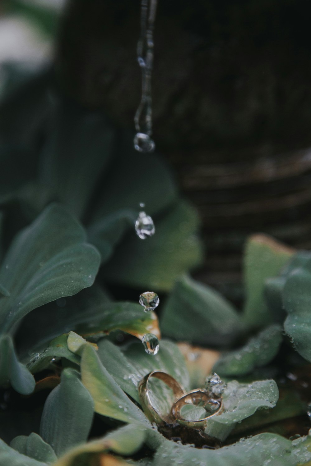 water dew on green plant