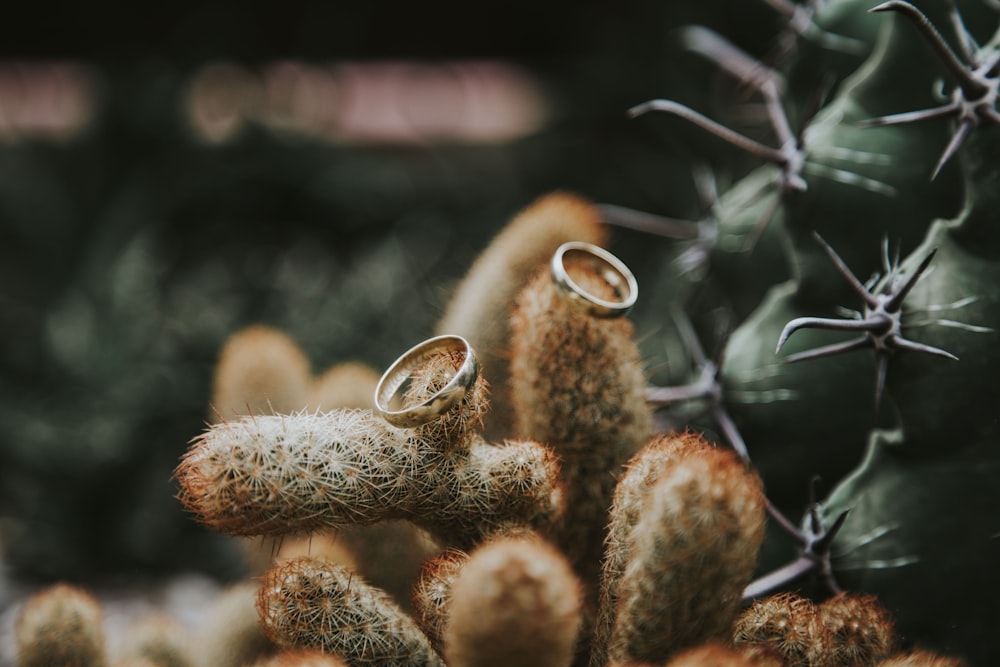 brown and white flowers in tilt shift lens