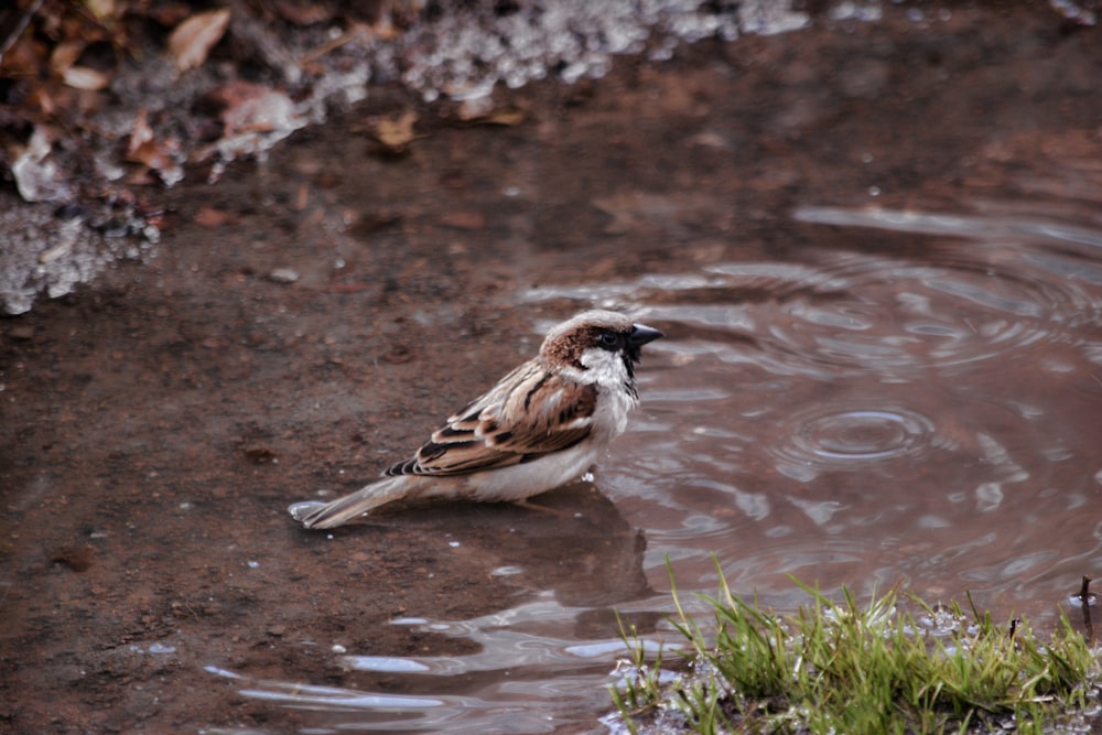 brown and white bird on water
