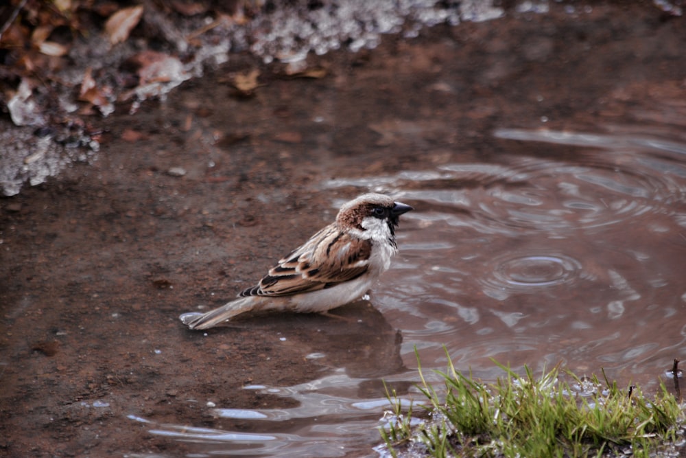 Brauner und weißer Vogel auf dem Wasser