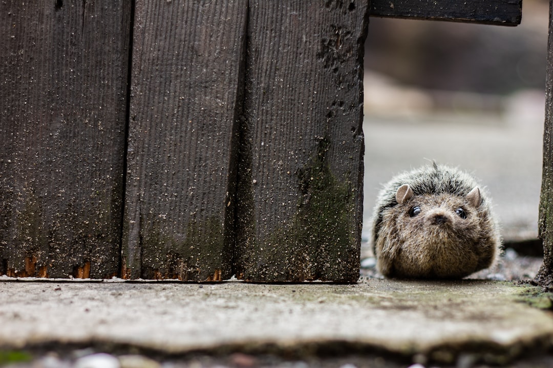 brown rodent on gray concrete wall