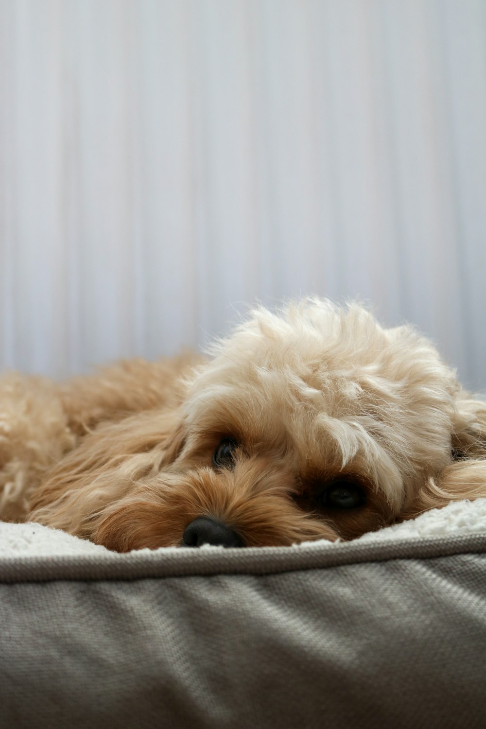 brown long coated small dog on white textile