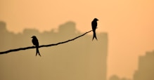 black bird perched on brown tree branch during daytime