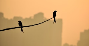 black bird perched on brown tree branch during daytime