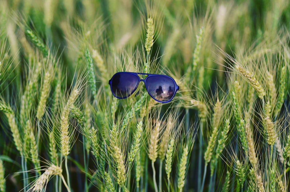 black framed sunglasses on green wheat