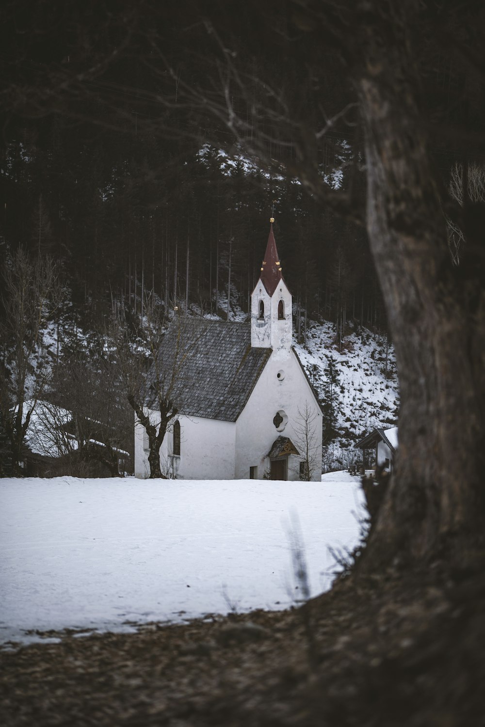 white and brown cathedral in the middle of the forest