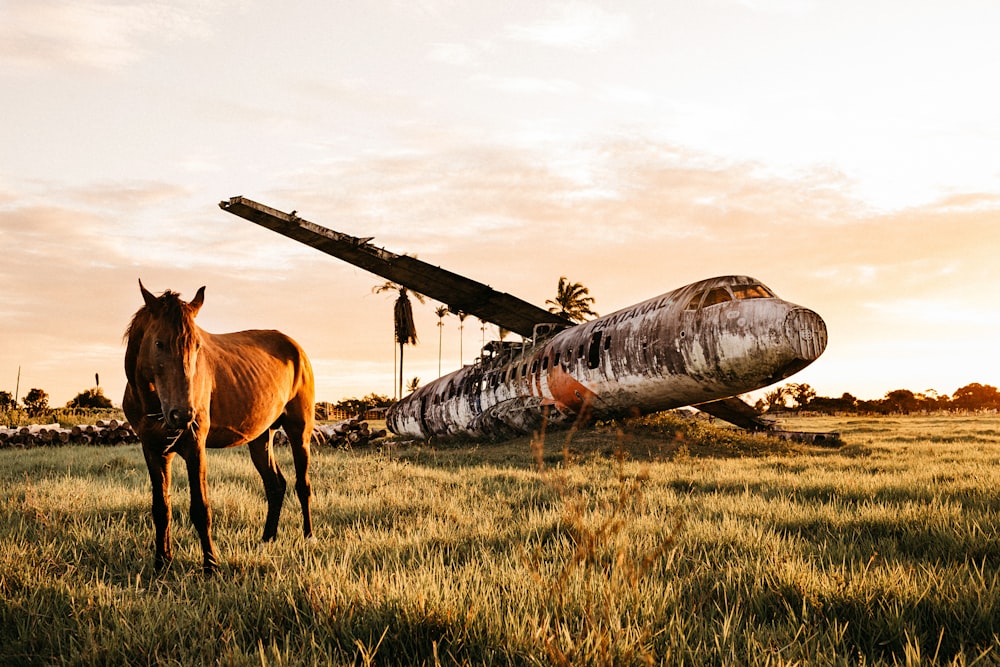 brown horse on green grass field during daytime