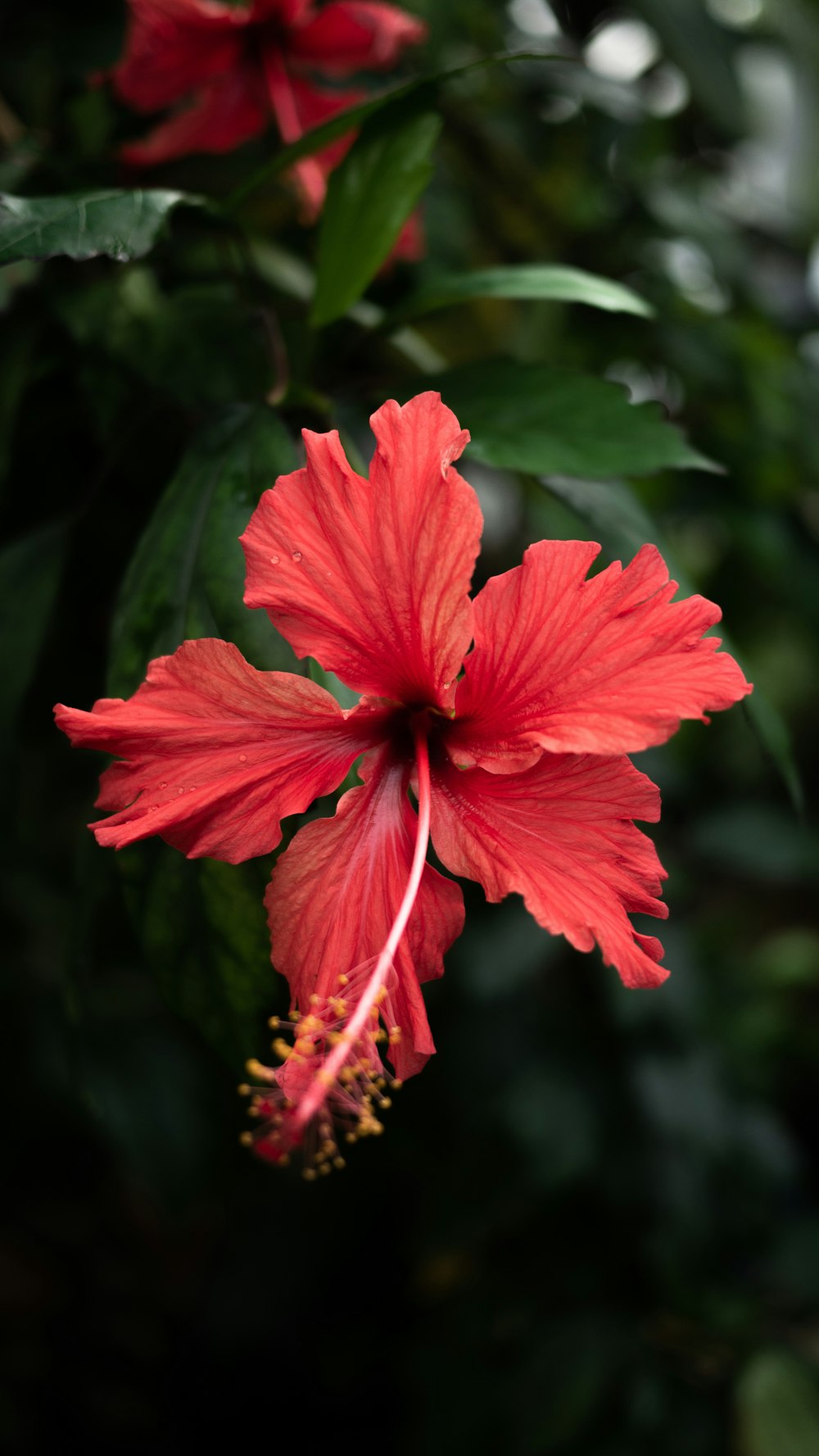 a red flower with green leaves in the background