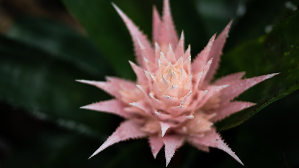 a pink flower with green leaves in the background