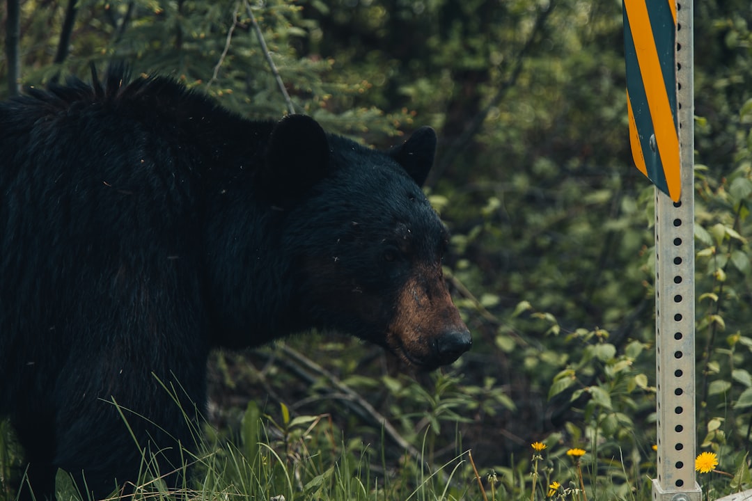 travelers stories about Wildlife in Wells Gray Provincial Park Visitor Information Centre, Canada