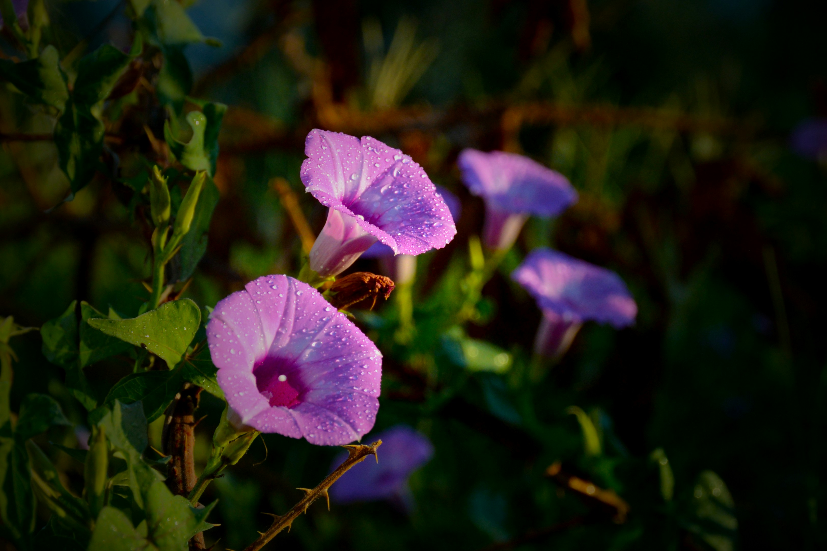 Photo by davidholifield