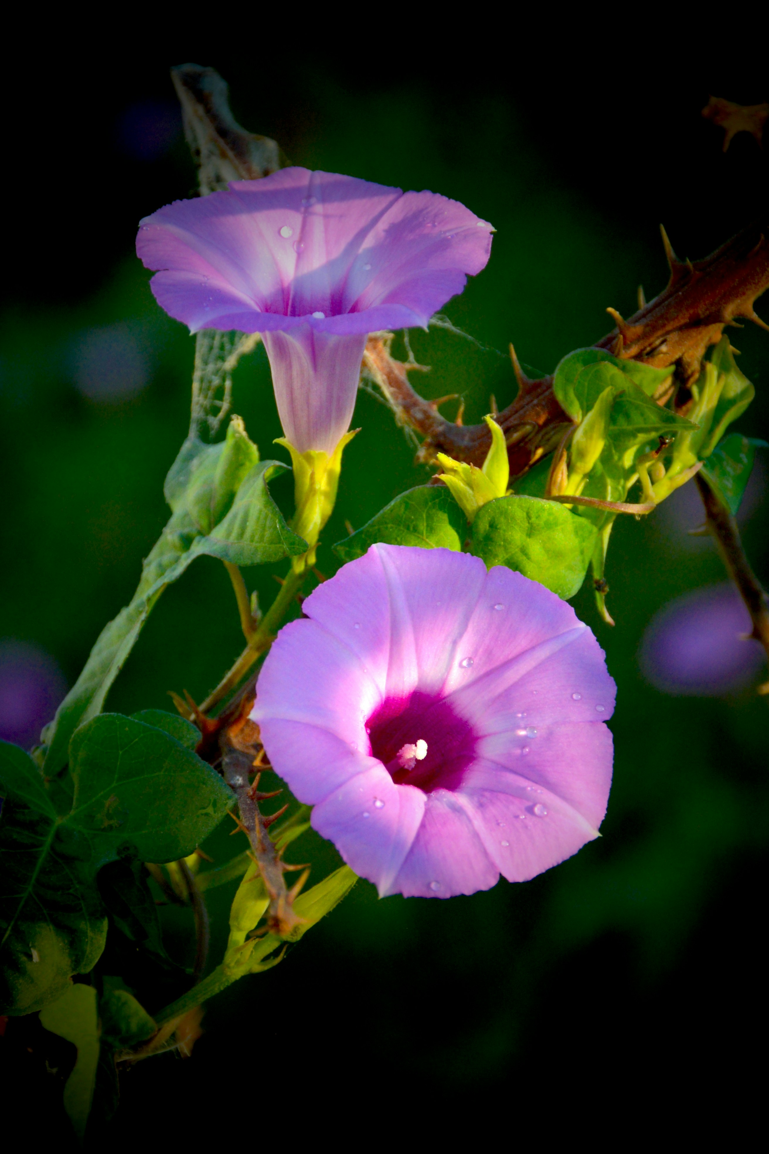 Photo by davidholifield