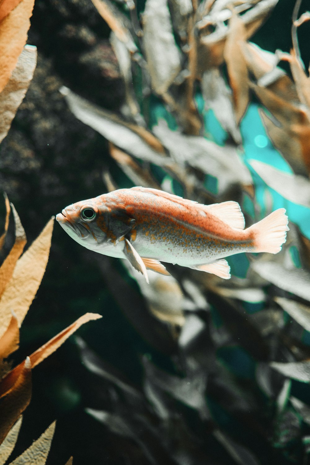 white and orange fish in water