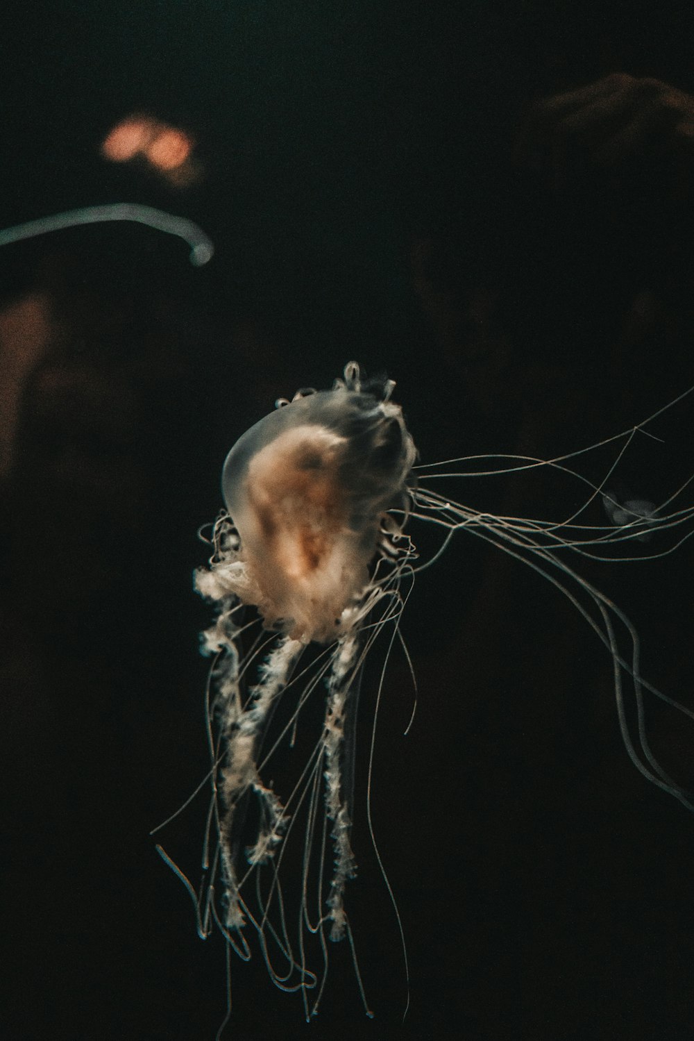 blue jellyfish in close up photography