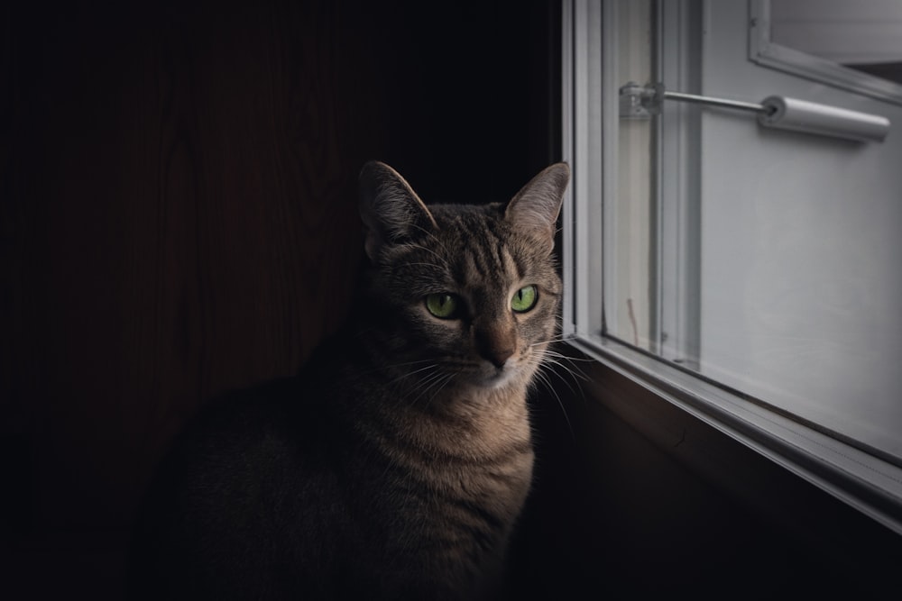 brown tabby cat near window