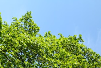 A vibrant green moringa tree with lush leaves under a clear blue sky.