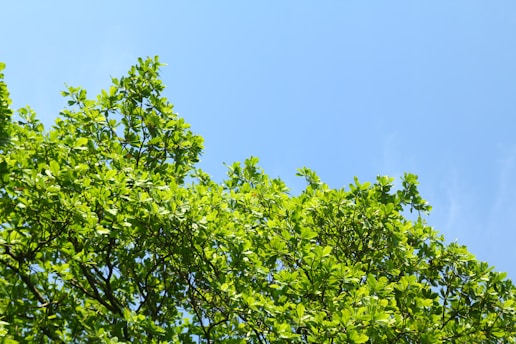 A vibrant green moringa tree with lush leaves under a clear blue sky.
