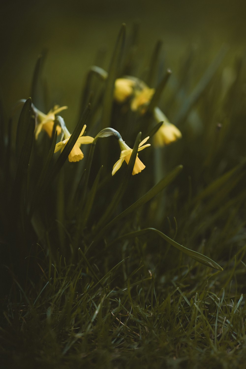 yellow daffodils in bloom during daytime