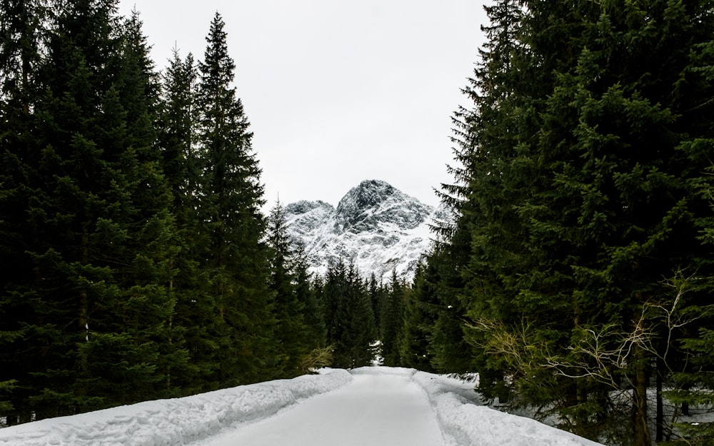 green pine trees near snow covered mountain during daytime