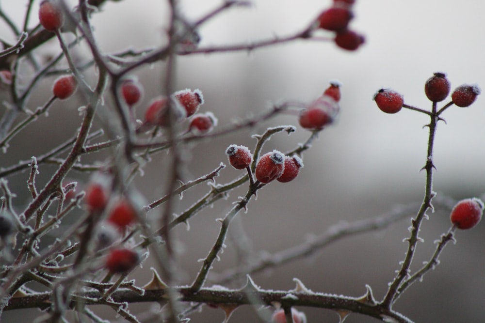 red round fruits on tree branch