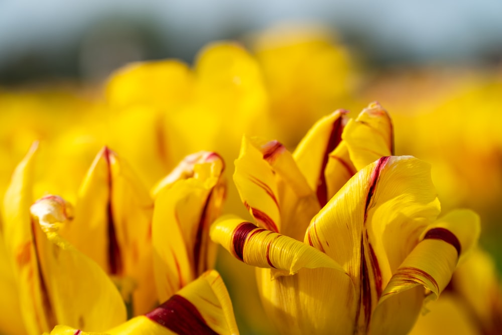 Tulipanes amarillos en flor durante el día