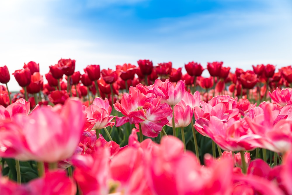 昼間の青空にピンクと白の花畑