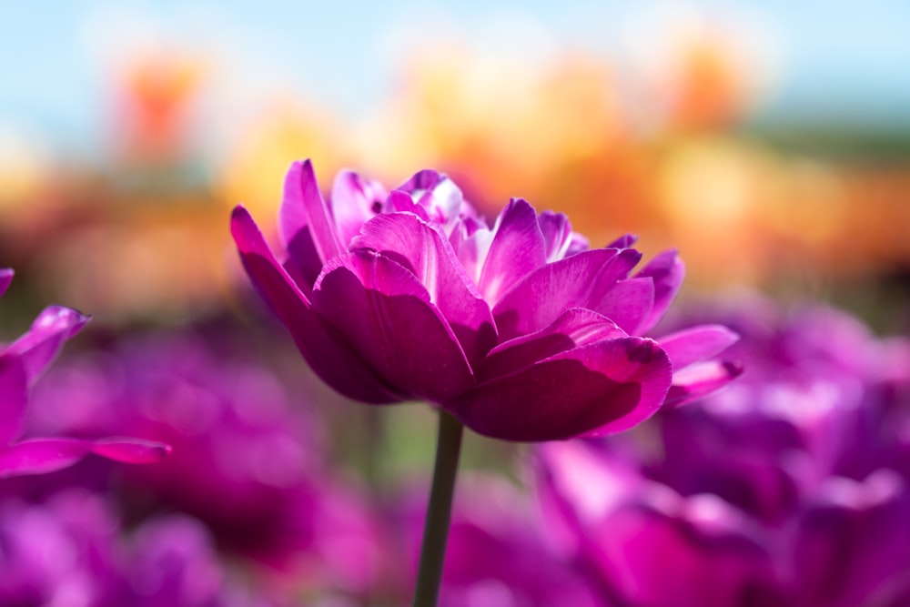 purple flower in tilt shift lens