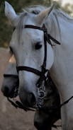 A trained horse patiently waiting while a rider prepares for a session.