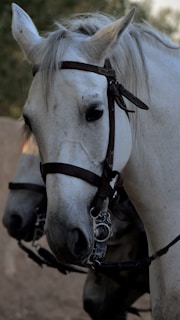 A horse standing calmly as team members discuss their next steps nearby