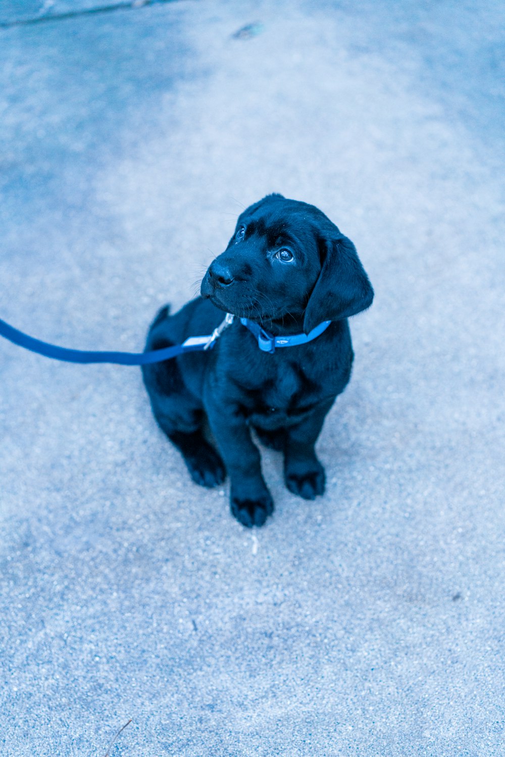 filhote de cachorro labrador retriever preto deitado no chão