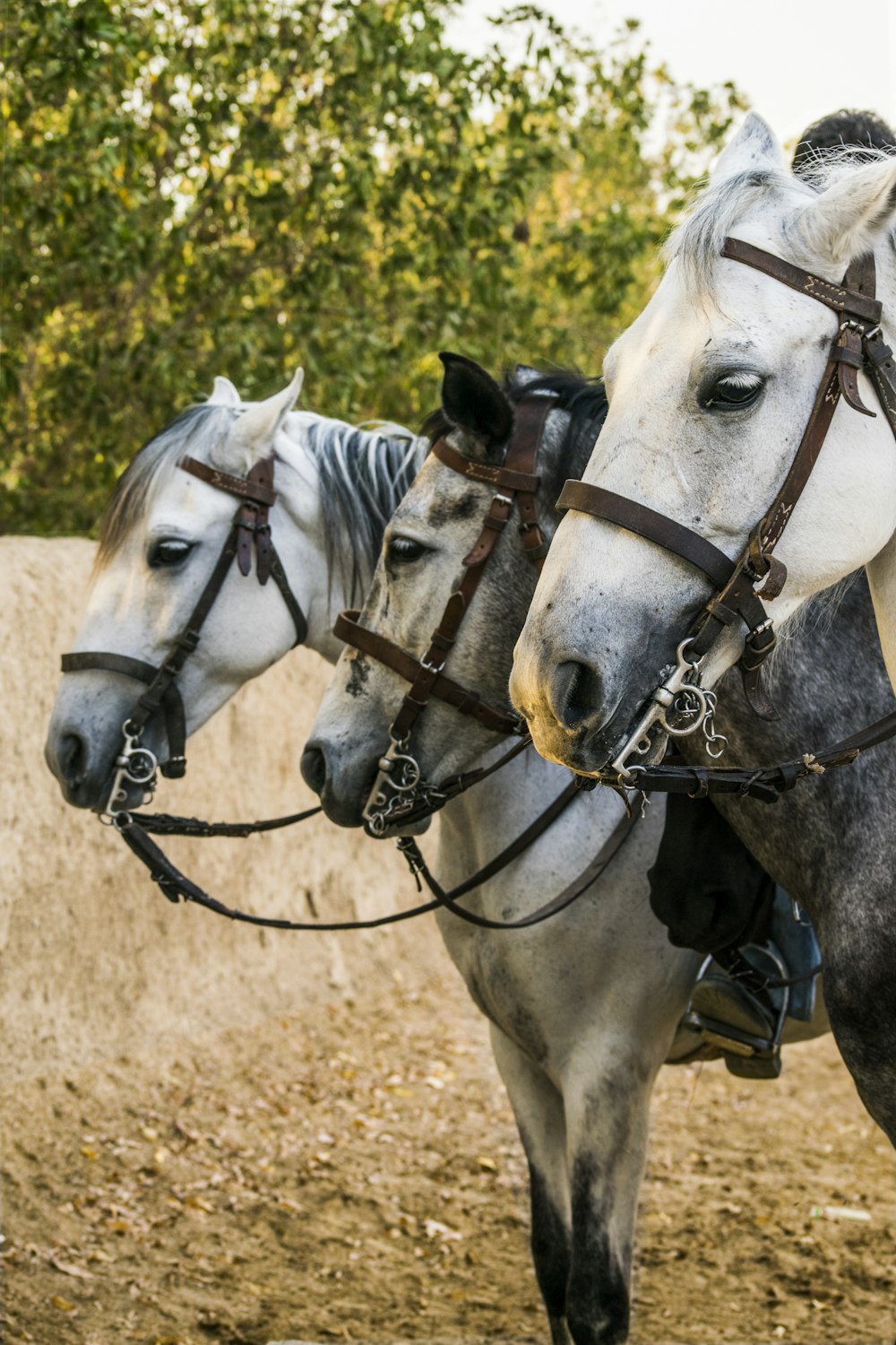 white horse with black leather strap on brown field during daytime