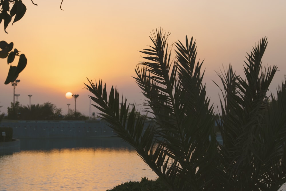 green palm tree near body of water during sunset