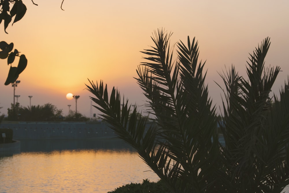 Palmier vert près du plan d’eau au coucher du soleil