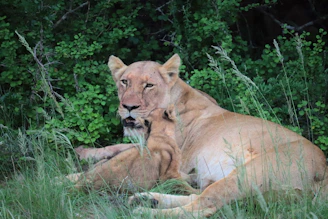 A lioness gently nuzzling her cub in a tender moment of connection.