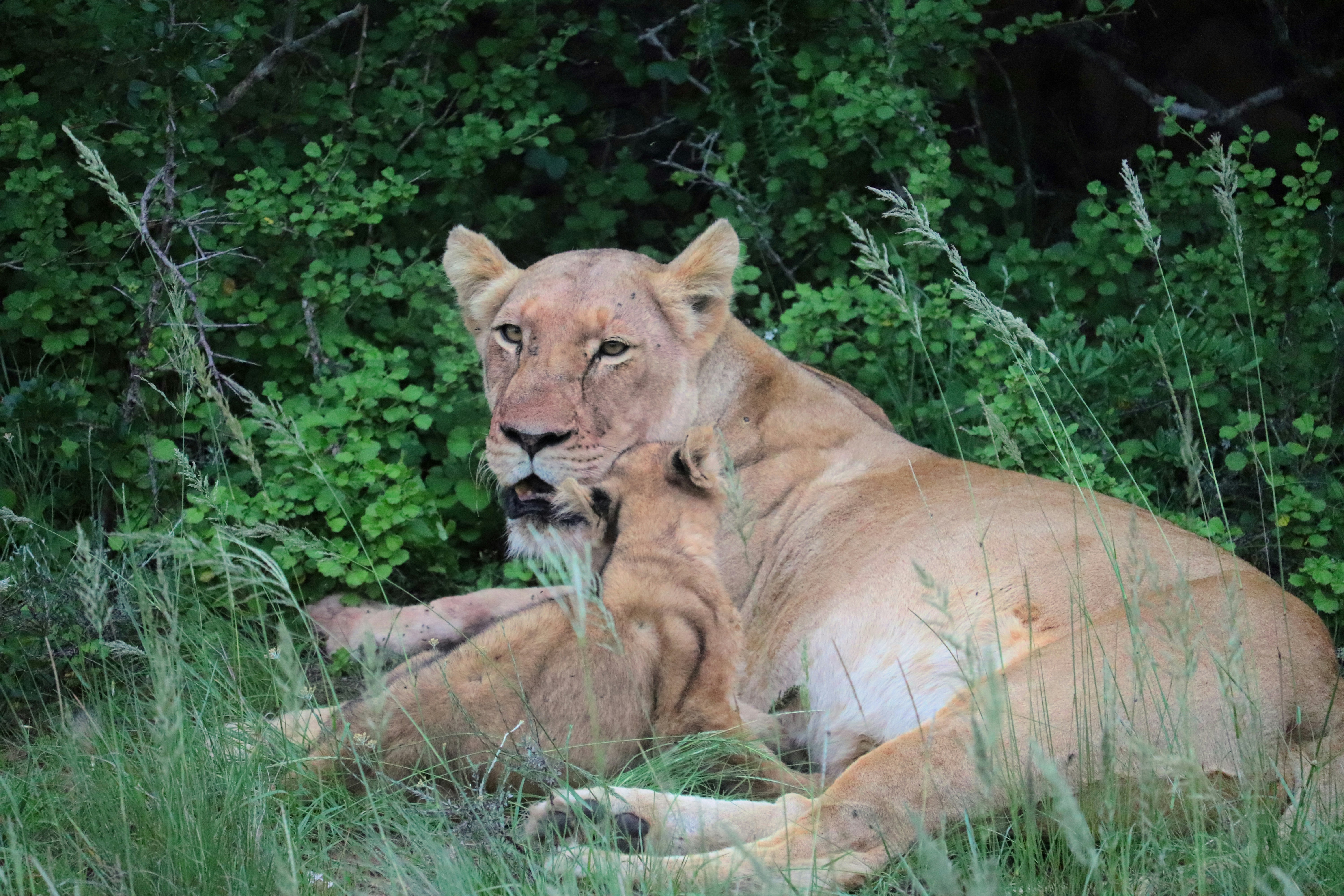 Lion cub snuggling with mom