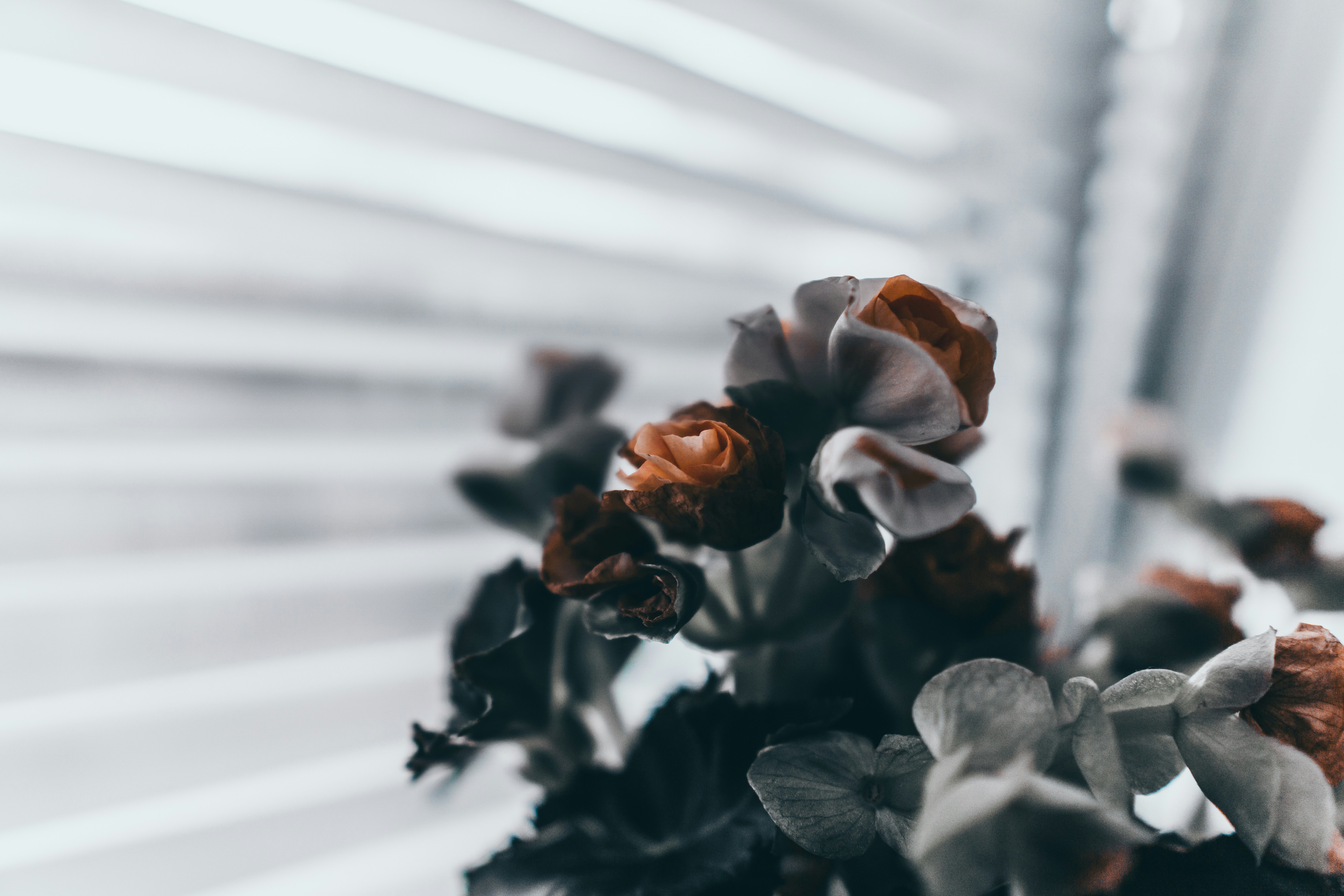 Photo by dead__angel_