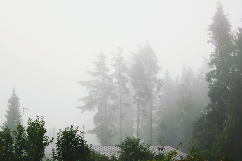 green trees covered with fog