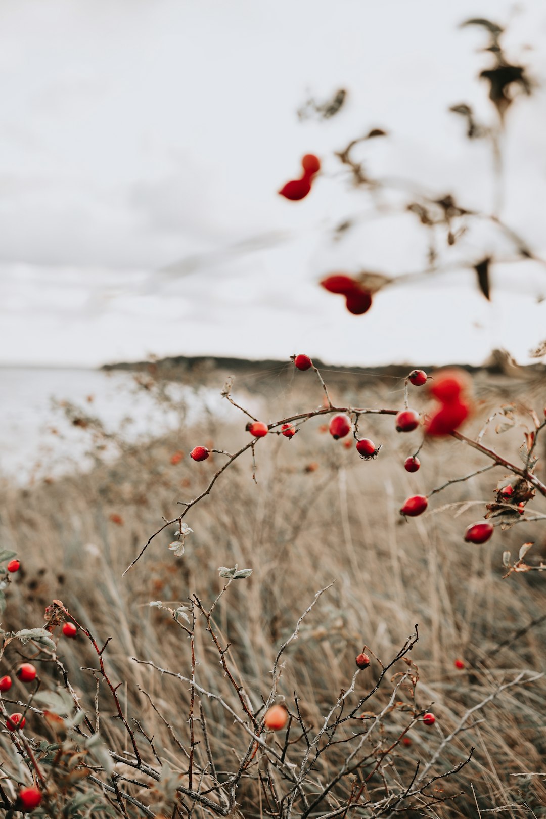 red round fruits on brown grass during daytime