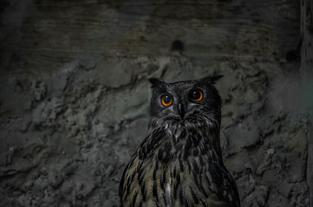 brown and black owl on brown tree branch