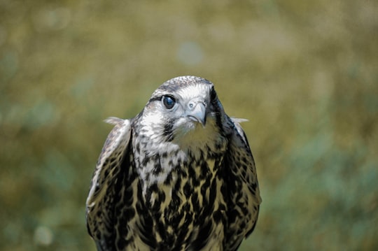 black and brown owl in close up photography in Rambouillet France