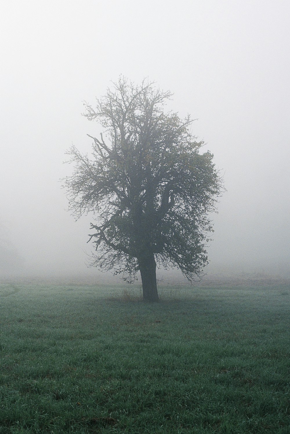 green tree on green grass field